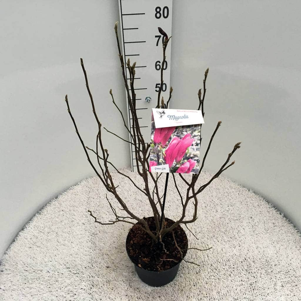  Beverboom Als Struik (Magnolia Susan)