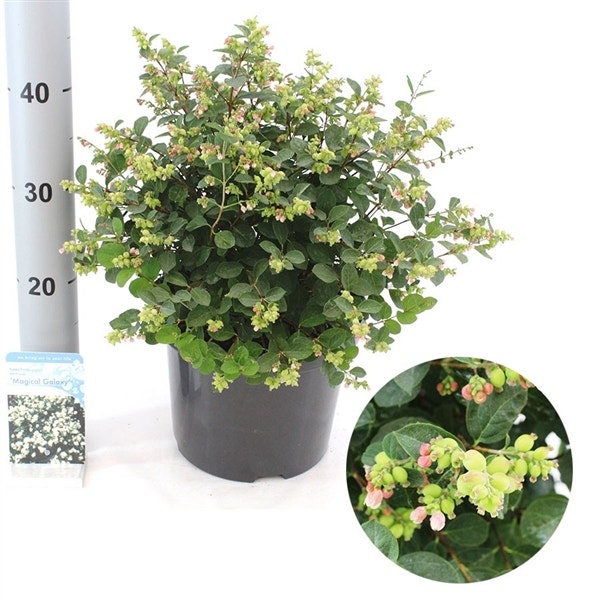  Sneeuwbes (Symphoricarpos 'Magical Galaxy®)
