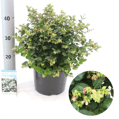  Sneeuwbes (Symphoricarpos 'Magical Galaxy®)