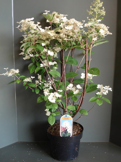  Pluimhortensia (Hydrangea Paniculata 'Early Sensation')