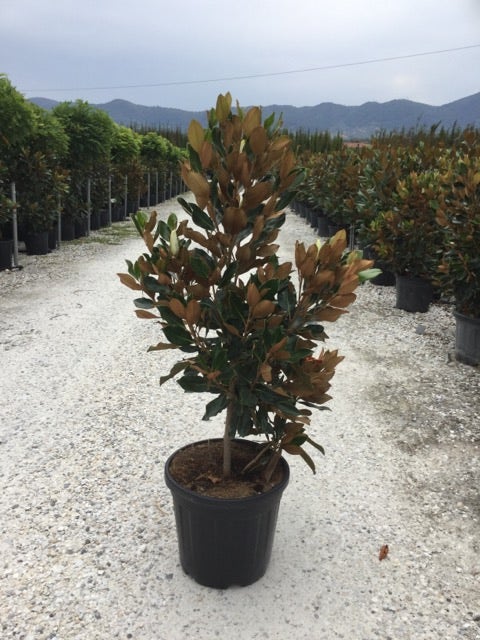  Groenblijvende Magnolia (Magnolia Grandiflora 'Little Gem')