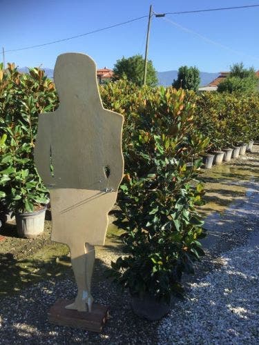  Groenblijvende Magnolia (Magnolia Grandiflora 'Little Gem')