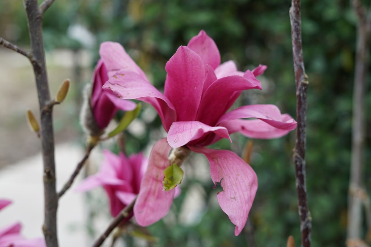  Beverboom (Magnolia 'Black Tulip')