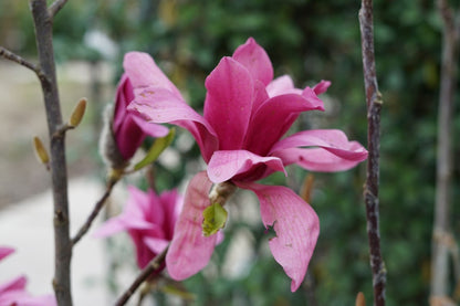  Beverboom (Magnolia 'Black Tulip')