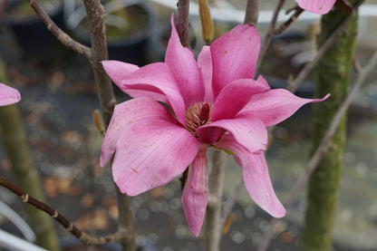  Beverboom (Magnolia 'Black Tulip')