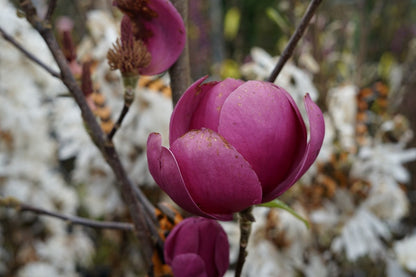  Beverboom (Magnolia 'Black Tulip')