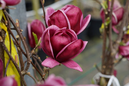  Beverboom (Magnolia 'Genie')