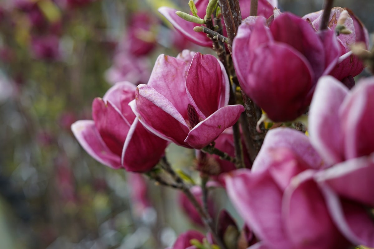 Beverboom (Magnolia 'Genie')