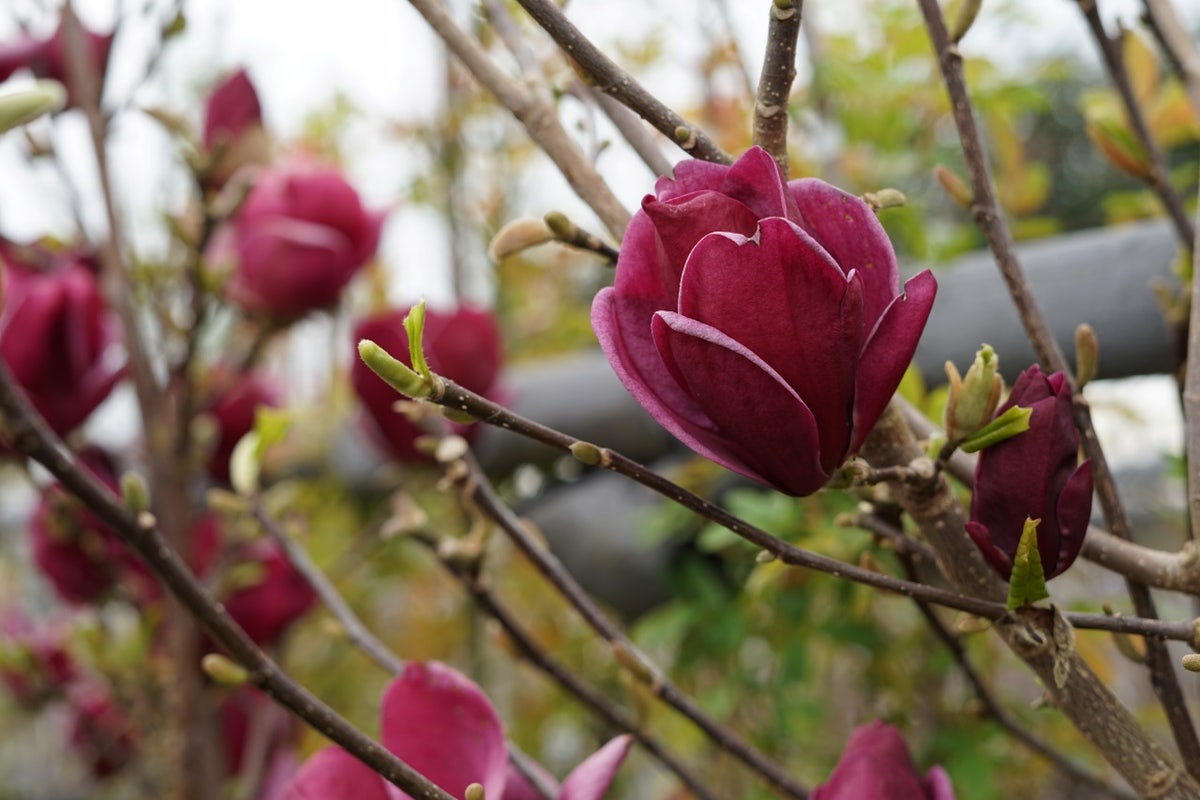  Beverboom (Magnolia 'Genie')