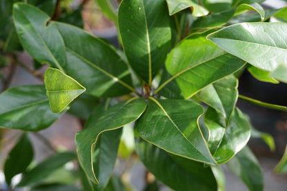  Groenblijvende Magnolia Als Boom (Magnolia Grandiflora 'Gallissoniere')