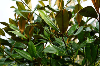  Groenblijvende Magnolia Als Leiboom (Magnolia Grandiflora 'Gallissoniere') EXTRA VOORDELIG