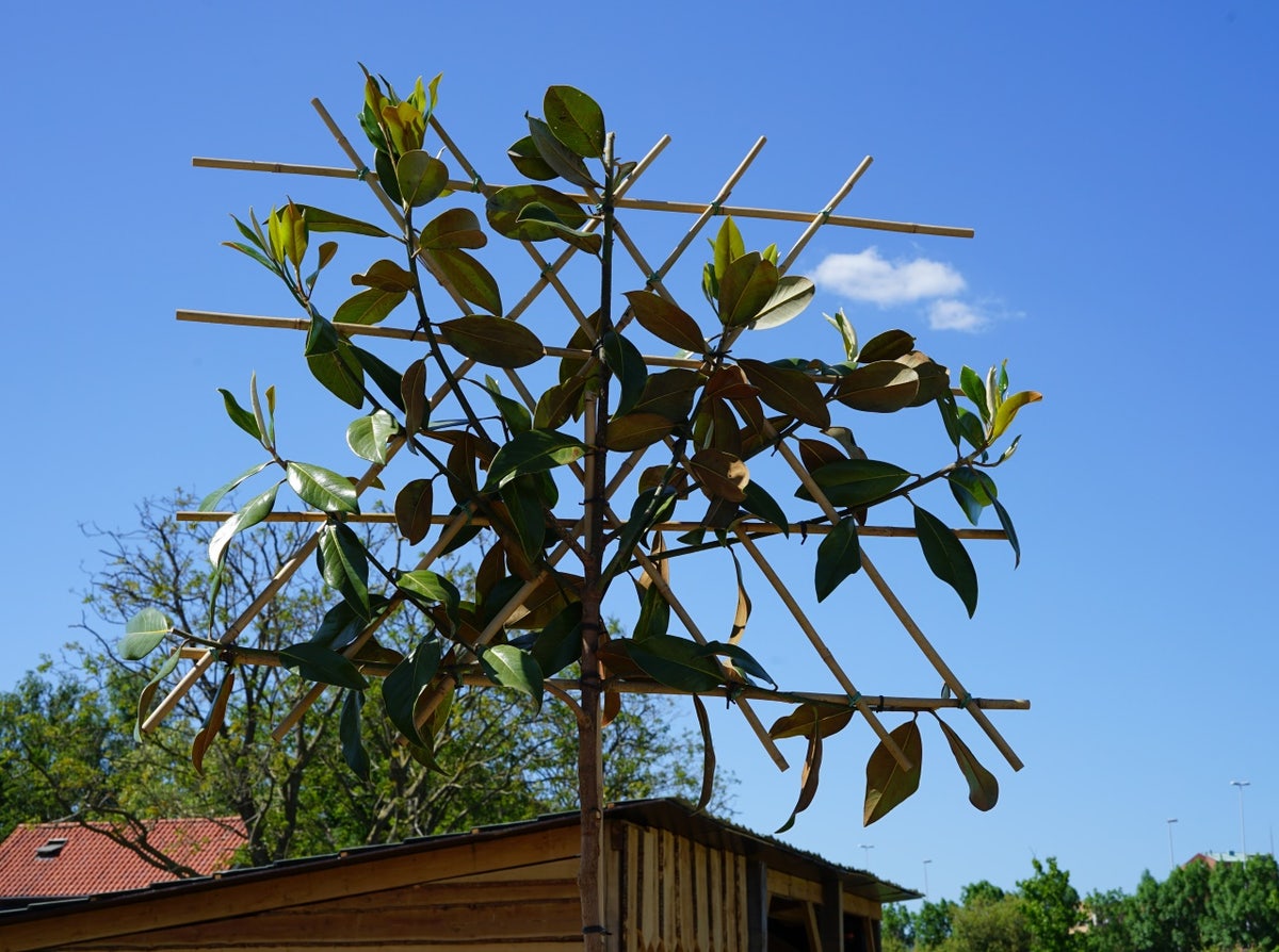  Groenblijvende Magnolia Als Leiboom (Magnolia Grandiflora 'Gallissoniere') EXTRA VOORDELIG