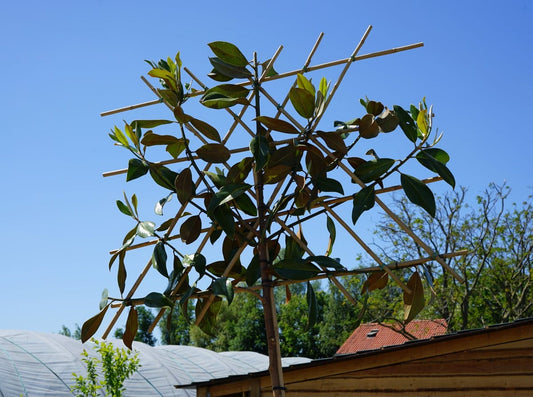 Groenblijvende Magnolia Als Leiboom (Magnolia Grandiflora 'Gallissoniere') EXTRA VOORDELIG