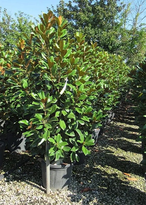  Groenblijvende Magnolia (Magnolia Grandiflora 'Kay Parris')