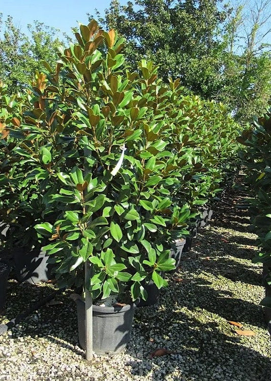  Groenblijvende Magnolia (Magnolia Grandiflora 'Kay Parris')