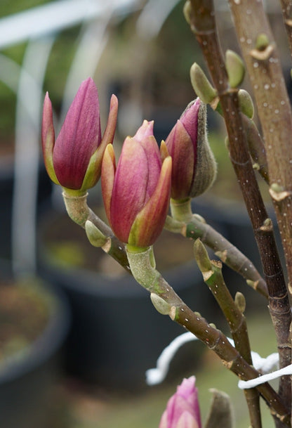  Magnolia Als Boom (Magnolia 'Heaven Scent')