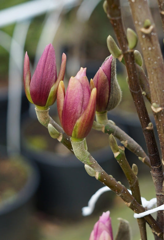  Magnolia Als Boom (Magnolia 'Heaven Scent')
