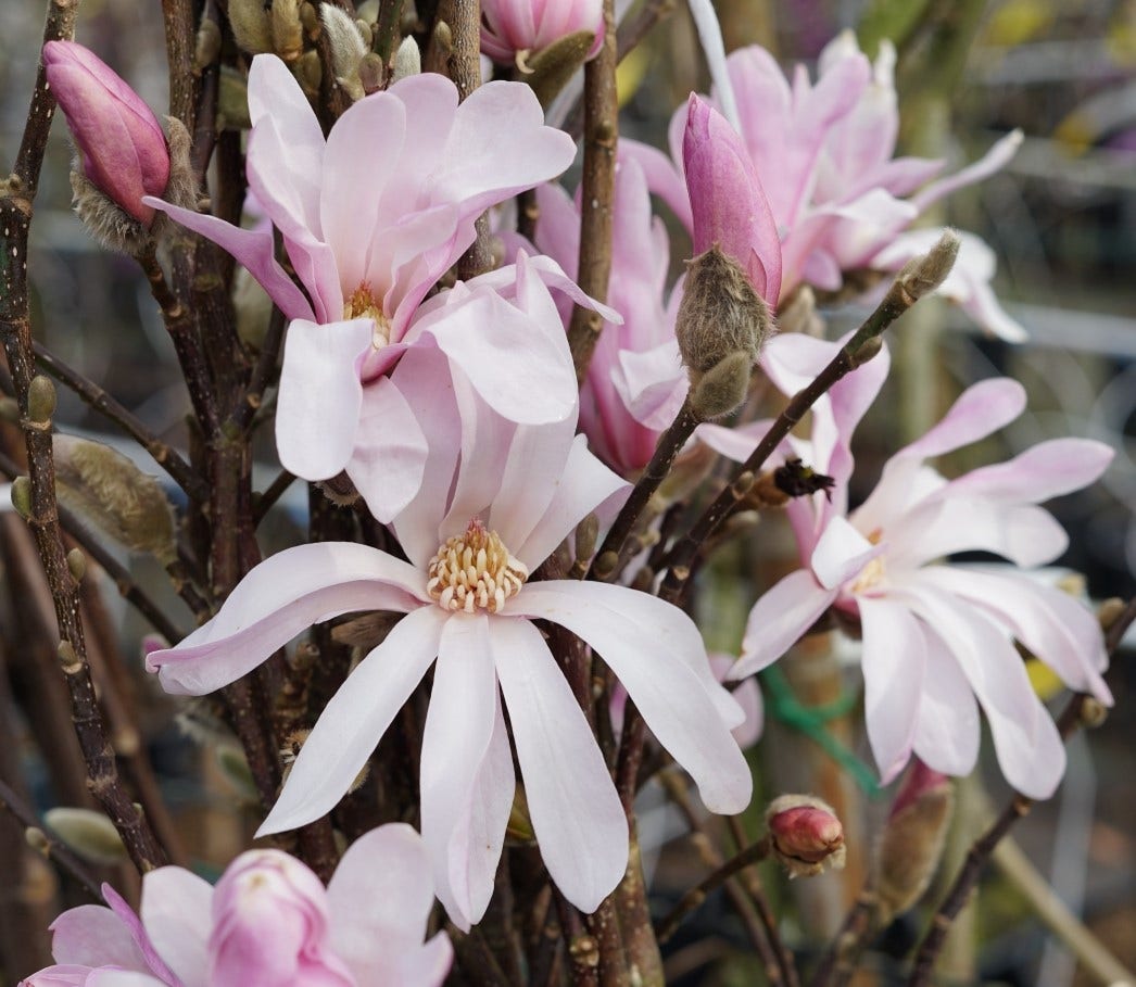  Beverboom (Magnolia Loebneri 'Leonard Messel')