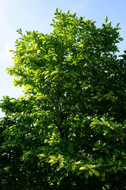  Beverboom (Magnolia Loebneri 'Leonard Messel')