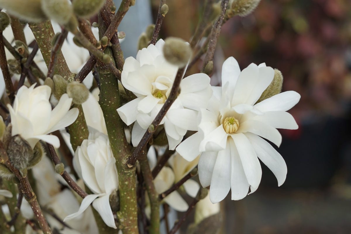  Stermagnolia Als Struik (Magnolia Stellata 'Royal Star')