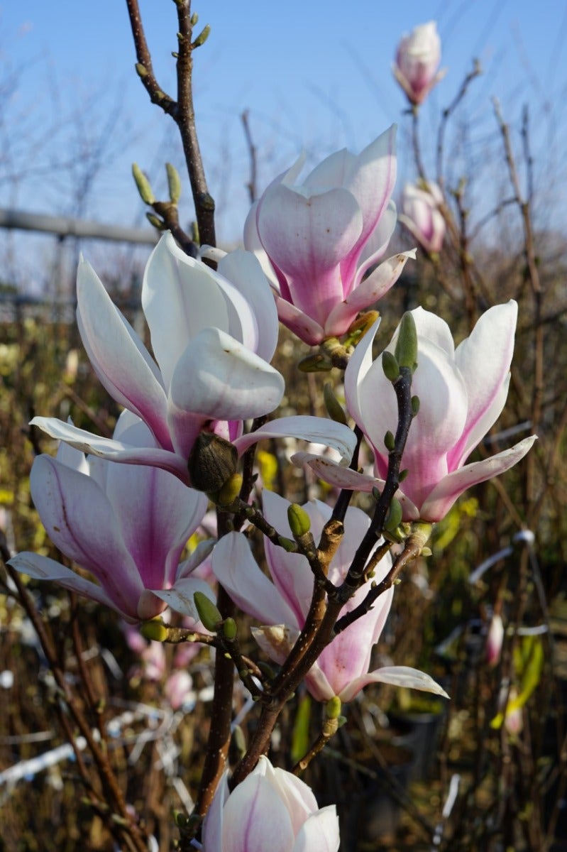  Beverboom Op Stam (Magnolia Soulangeana)