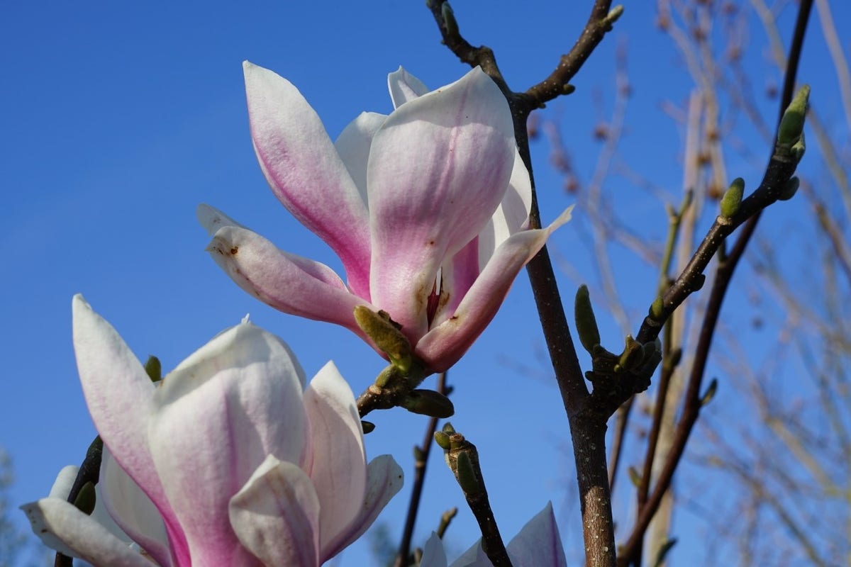 Beverboom Als Struik (Magnolia Soulangeana)