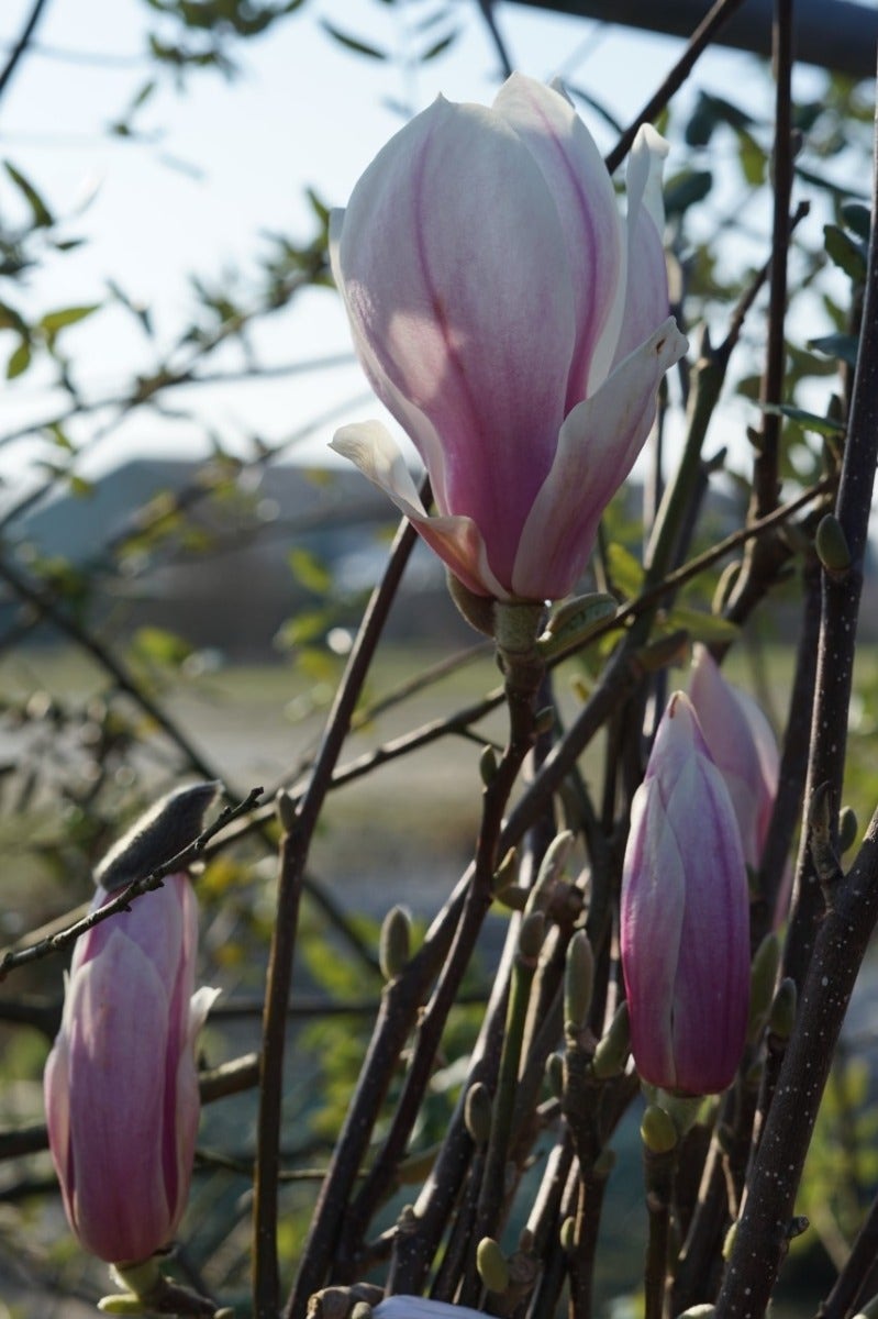  Beverboom Als Struik (Magnolia Soulangeana)