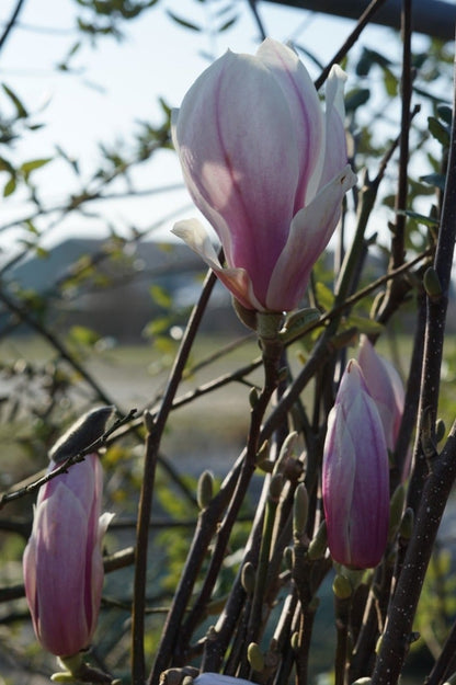  Beverboom Als Struik (Magnolia Soulangeana)