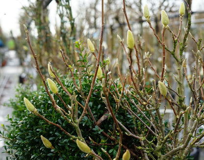  Beverboom Als Struik (Magnolia Soulangeana)