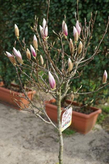  Beverboom Op Stam (Magnolia Soulangeana)