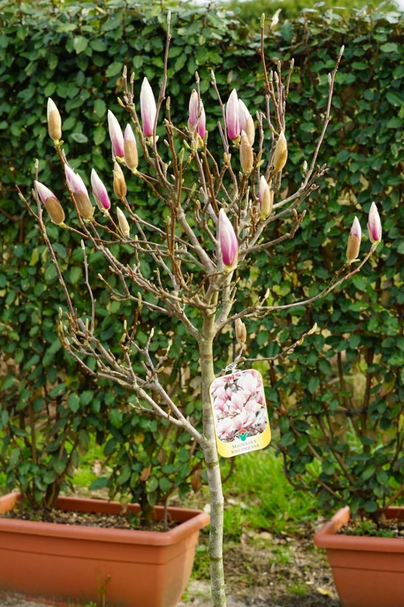  Beverboom Op Stam (Magnolia Soulangeana)