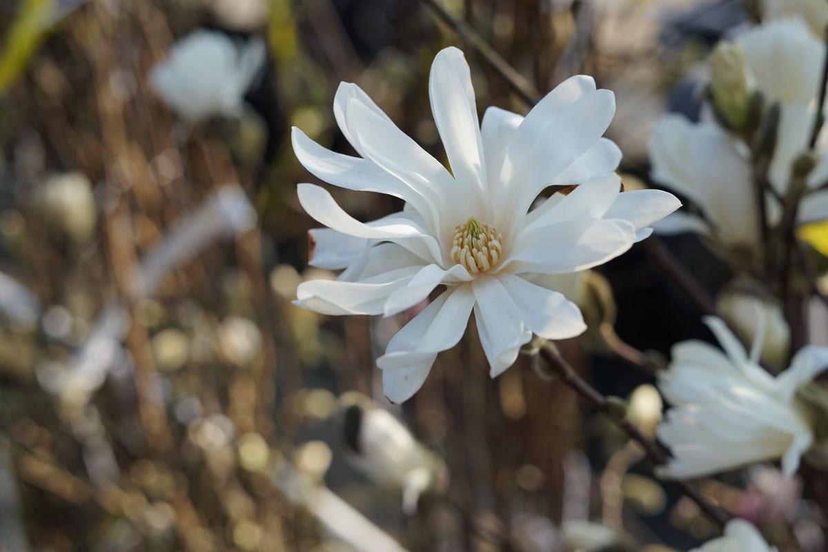  Stermagnolia Als Struik (Magnolia Stellata)