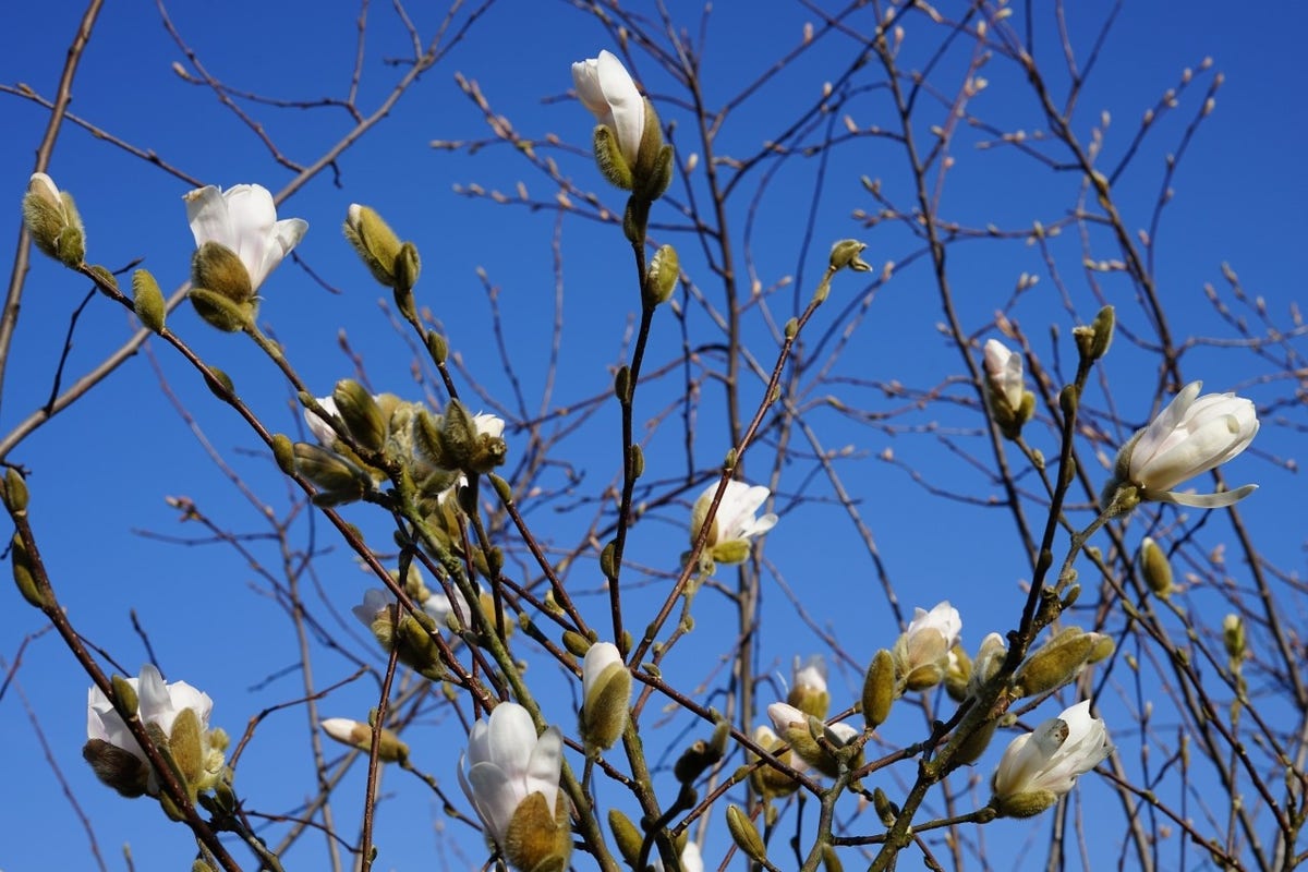  Stermagnolia Als Struik (Magnolia Stellata)