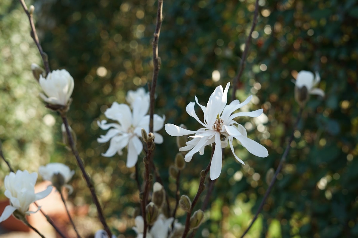 Stermagnolia Op Stam (Magnolia Stellata)