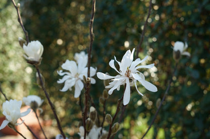  Stermagnolia Op Stam (Magnolia Stellata)