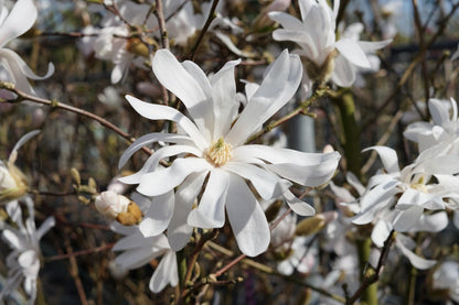  Stermagnolia Als Struik (Magnolia Stellata)