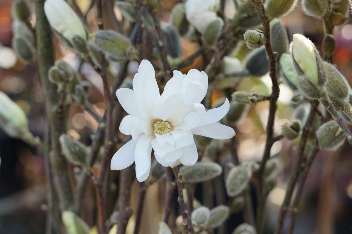  Stermagnolia Als Struik (Magnolia Stellata 'Royal Star')