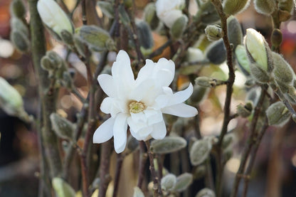  Stermagnolia Als Struik (Magnolia Stellata 'Royal Star')