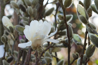  Stermagnolia Als Struik (Magnolia Stellata 'Royal Star')