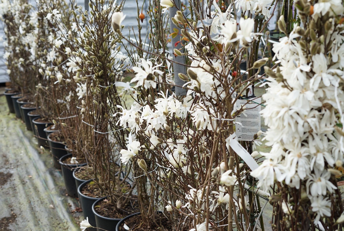  Stermagnolia Als Struik (Magnolia Stellata)