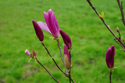  Beverboom Als Struik (Magnolia Susan)