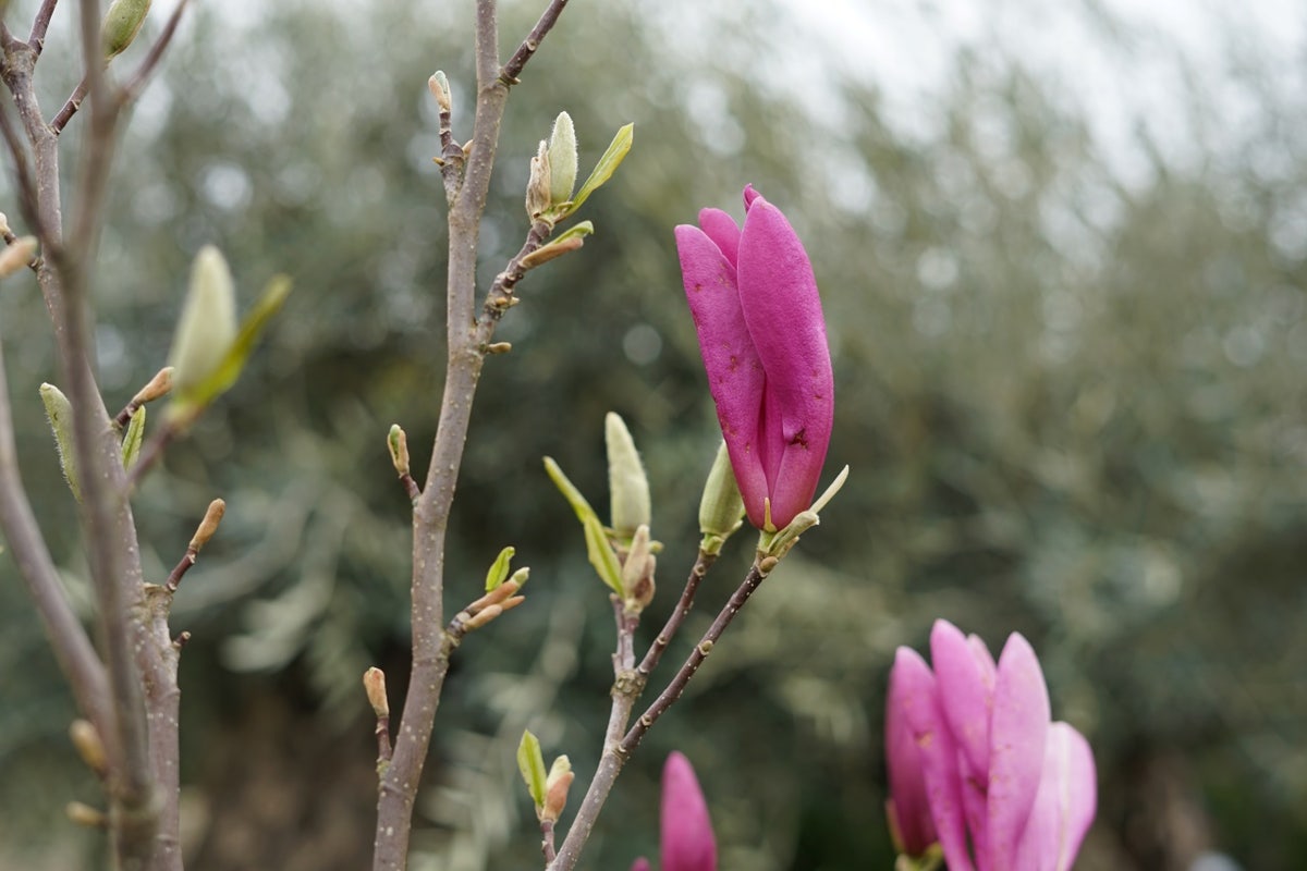  Meerstammige Beverboom (Magnolia 'Susan')