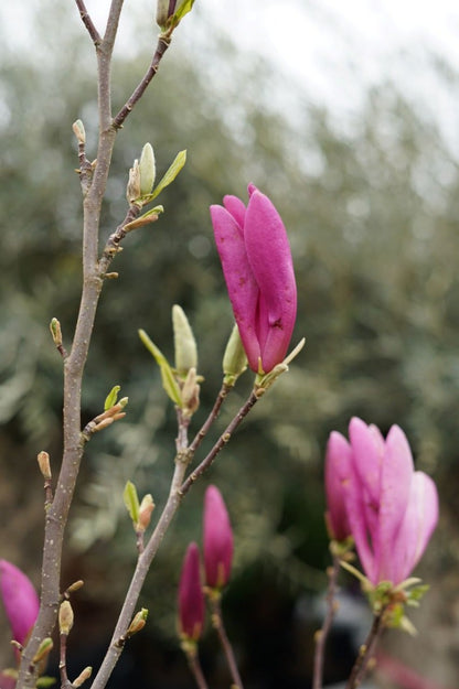  Beverboom Als Struik (Magnolia Susan)