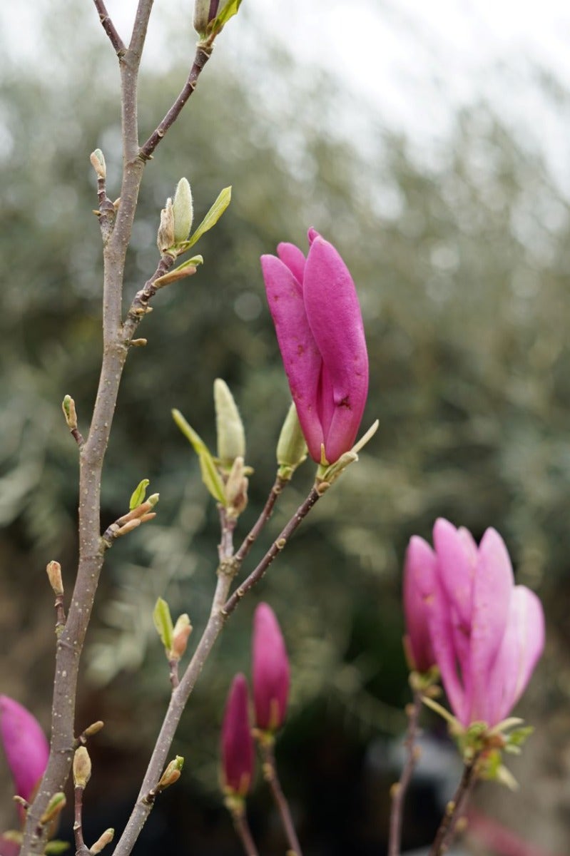 Beverboom Op Stam (Magnolia 'Susan')