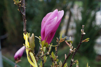  Beverboom Als Struik (Magnolia Susan)