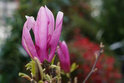  Beverboom Op Stam (Magnolia 'Susan')