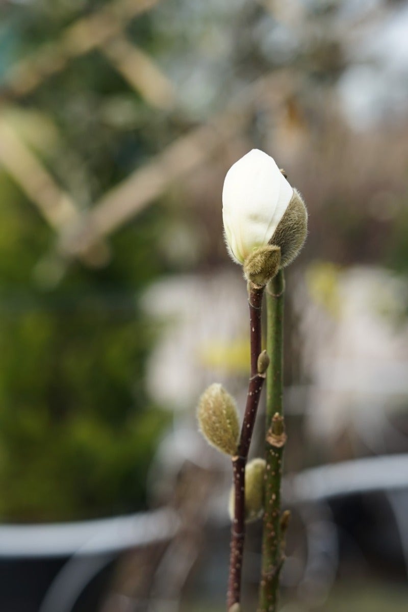  Beverboom (Magnolia Loebneri 'Wildcat')