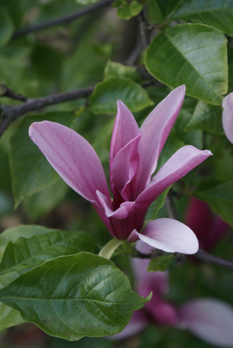  Beverboom, Struik (Magnolia 'Galaxy') EXTRA VOORDEEL