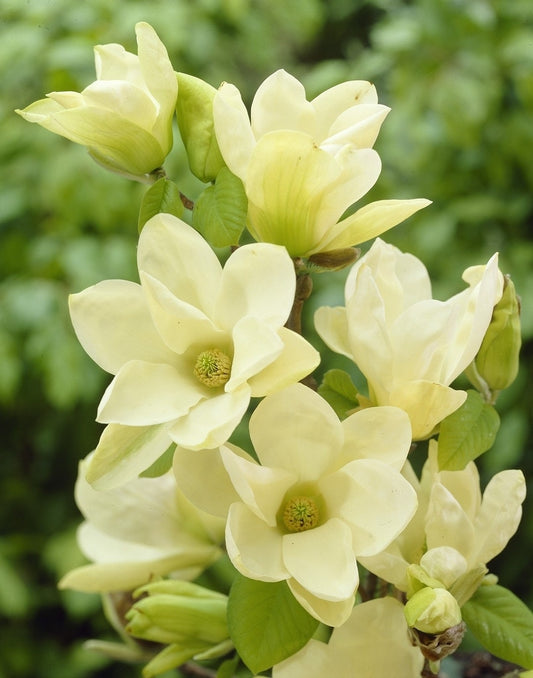  Magnolia (Magnolia 'Yellow River')