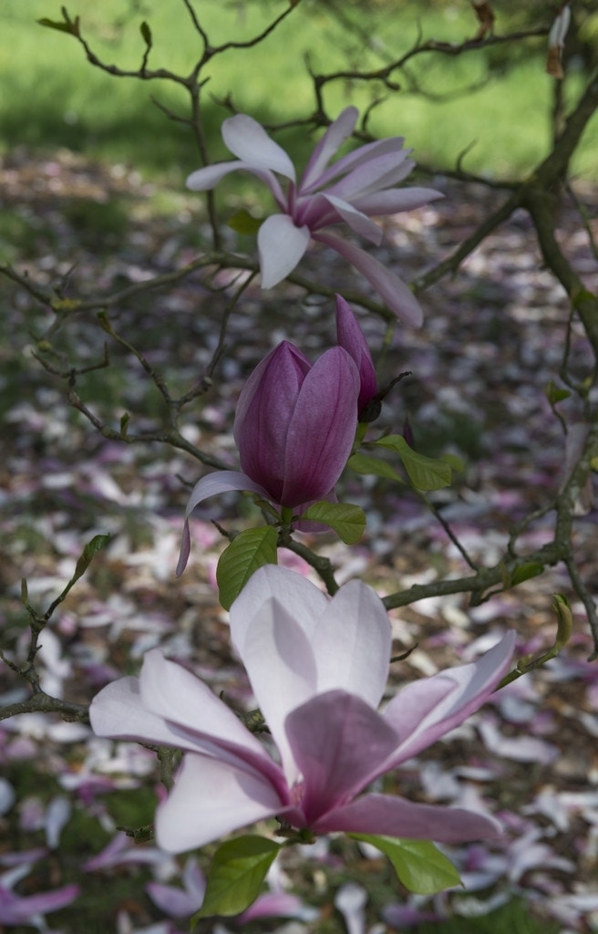  Beverboom (Magnolia 'Galaxy')